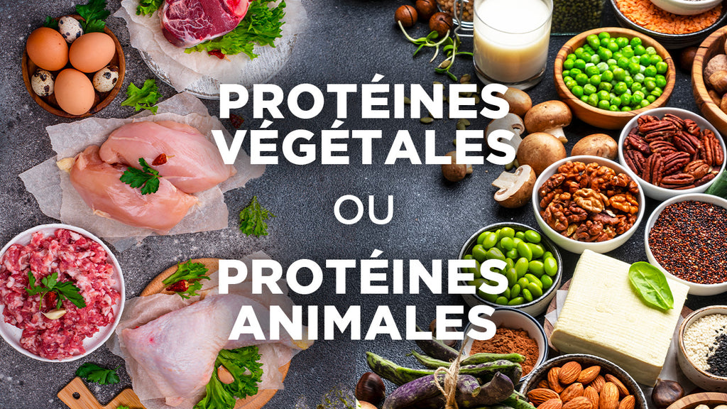 Quelle est la meilleure protéine en poudre : animale ou végétale ?