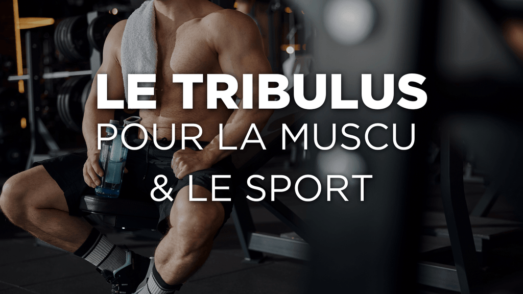 Études : Tribulus pour la musculation et le sport