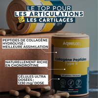 Peptides de collagène type 2 – Colartix® en gélules